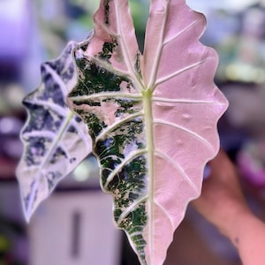 Variegated Alocasia Polly - Etsy Canada
