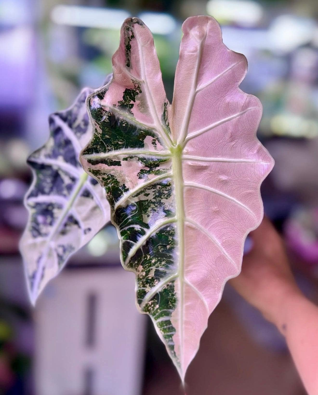 Alocasia Amazonica Polly Pink varigated② Variegated Alocasia Polly - Etsy UK