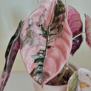 Alocasia cuprea pink - Etsy 日本