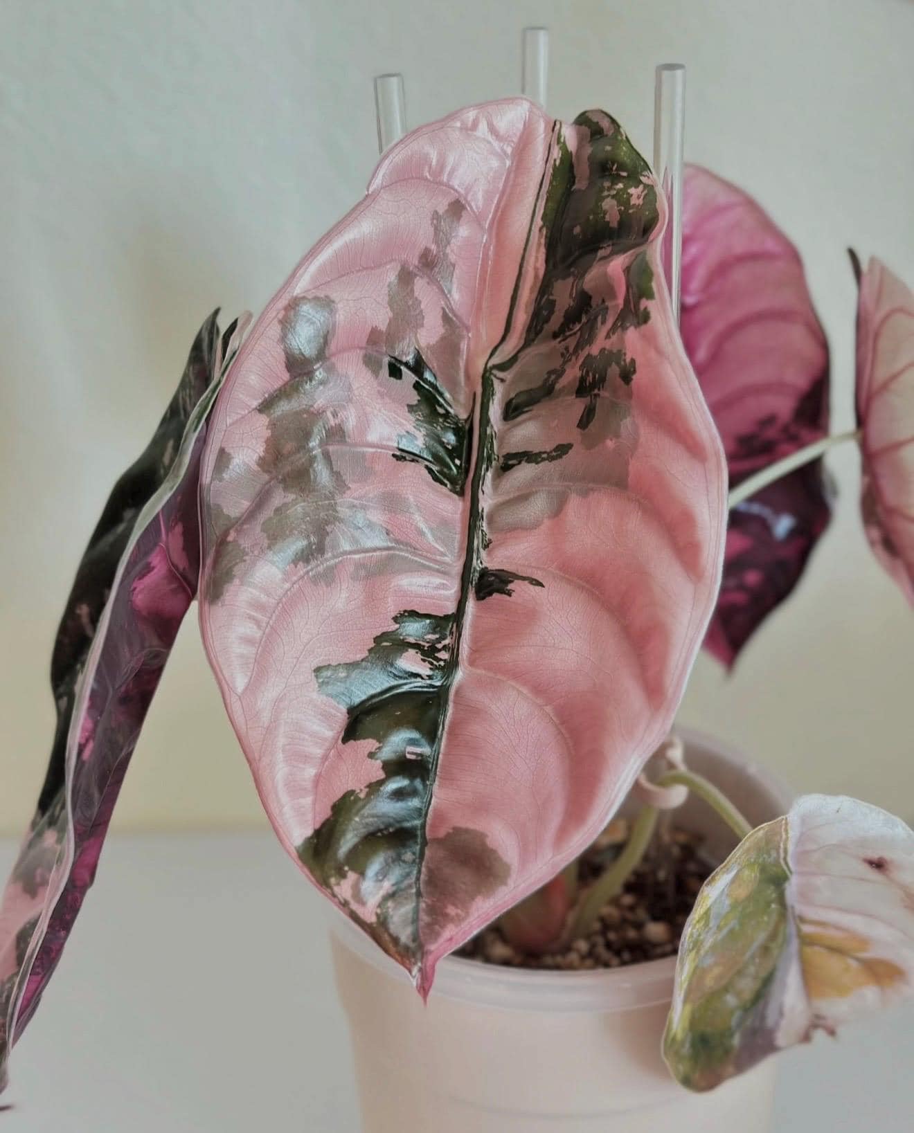 Alocasia cuprea pink - Etsy 日本