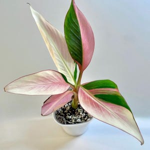 Musa aeae banana florida variegated - Etsy 日本