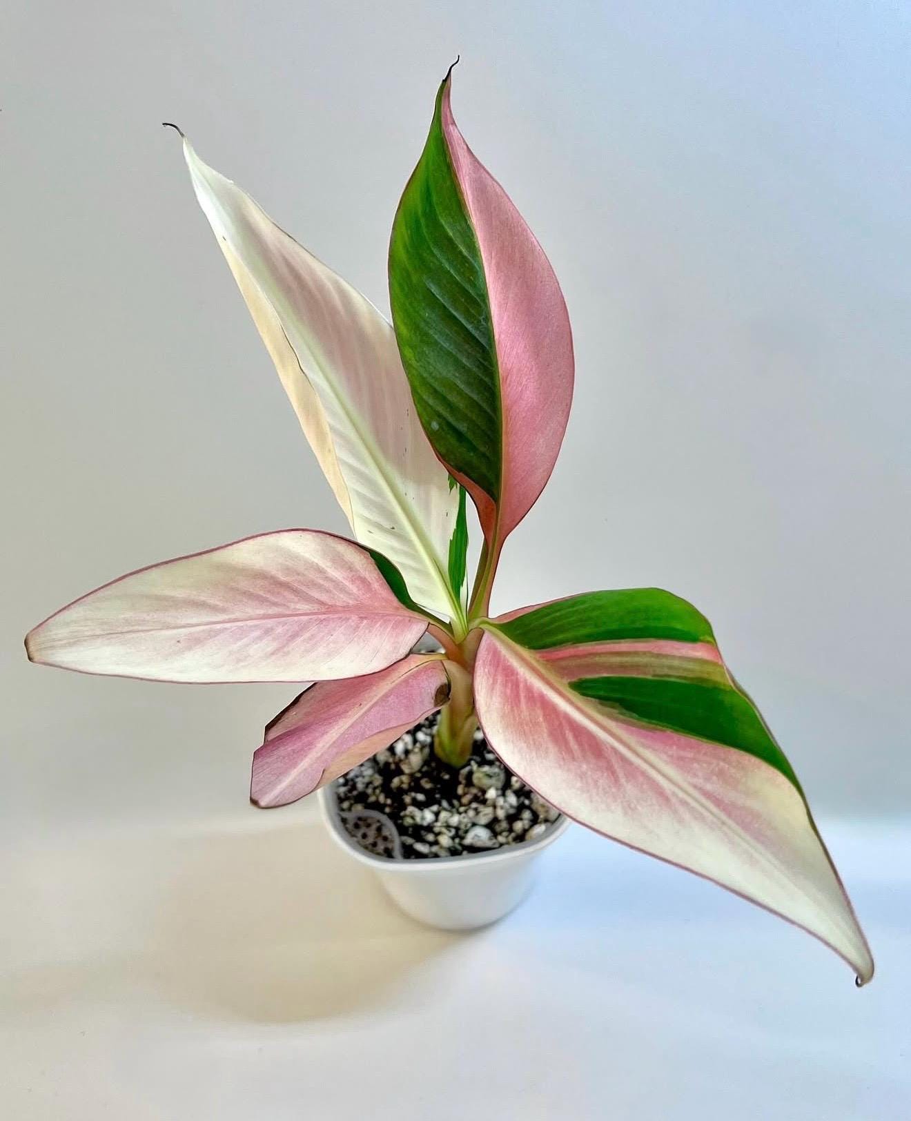 Musa florida variegated - Etsy 日本