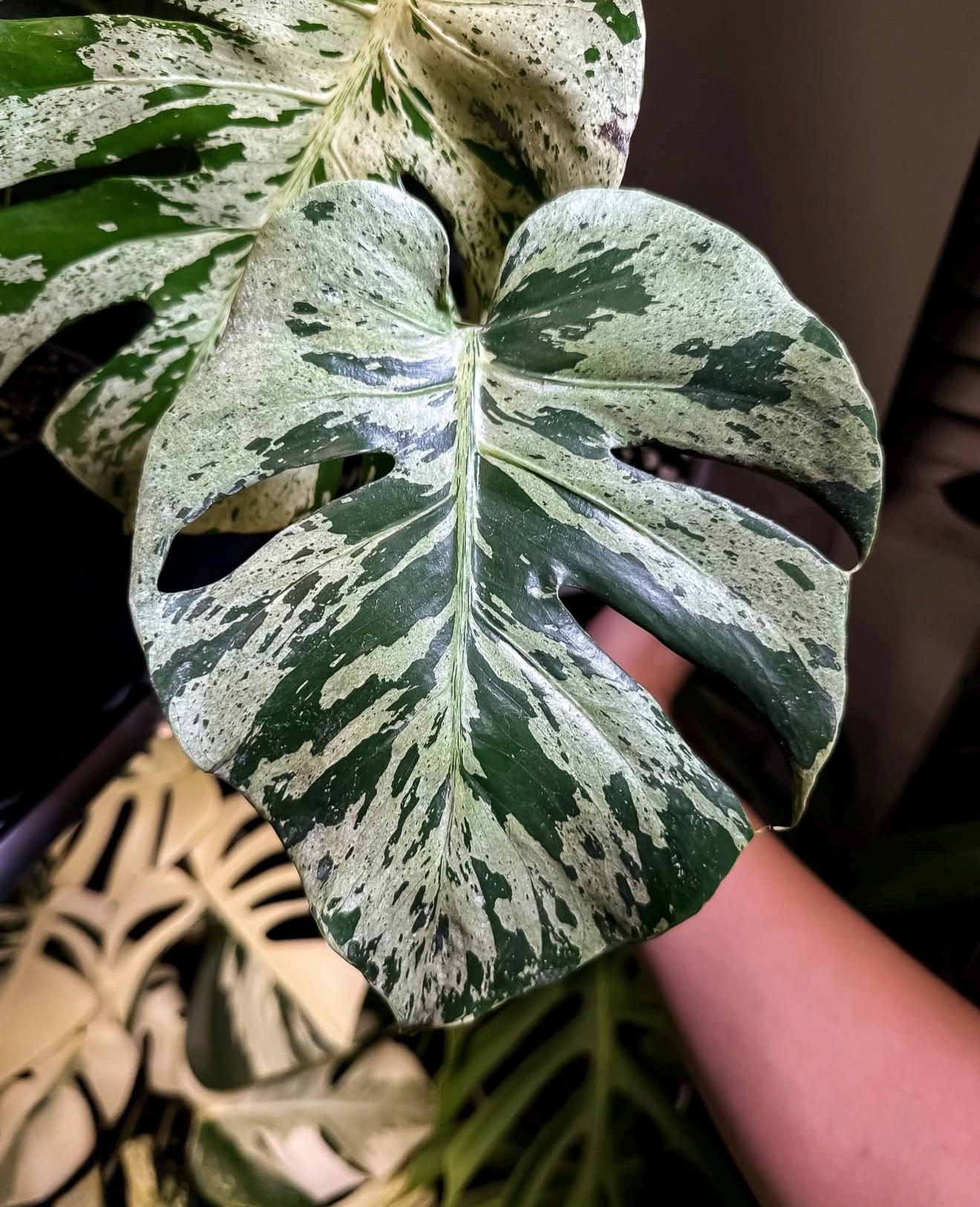 モンステラ バルバソー Bulbasaur モンステラ デリシオーサ 'バルバソー' | GREEN LUCK