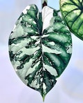 Alocasia Dragon Scale Baginda variegated planting corms indoor outdoor gardening product logo