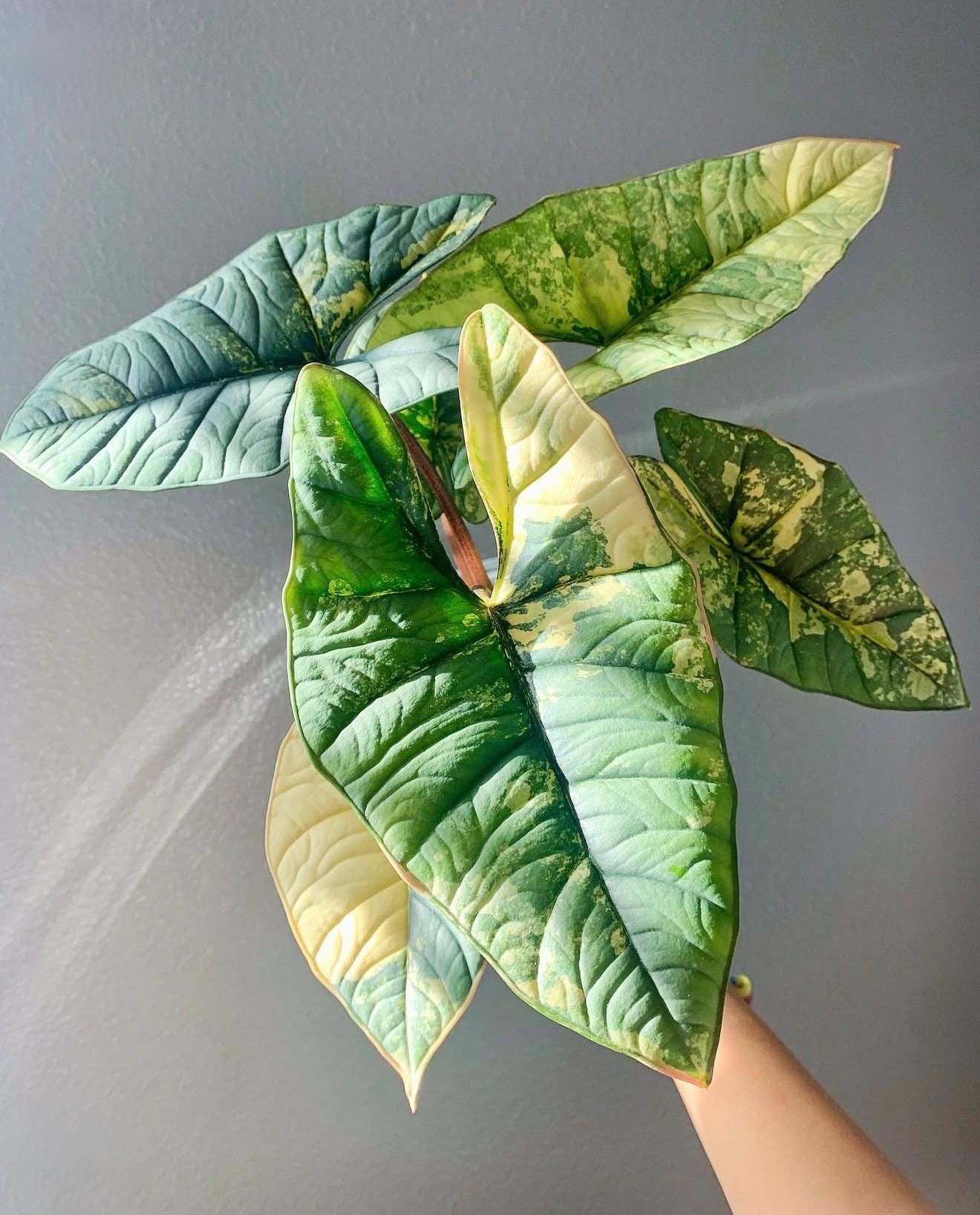 ② アロカシア マハラニ 斑入り Alocasia Maharani var. ①アロカシア マハラニ 斑入り Alocasia Maharani var. アロカシア