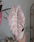 Alocasia Chantrieri Pink variegated planting corms indoor outdoor gardening product logo