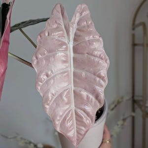 Alocasia chantrieri pink variegated - Etsy 日本