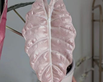 5 アロカシア シャントリエリ ピンク 斑入り 球根 珍しい 屋内 屋外