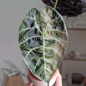 Alocasia watsoniana - Etsy 日本