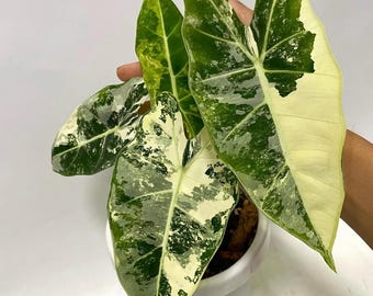 5 アロカシア シャントリエリ ピンク 斑入り 球根 珍しい 屋内 屋外