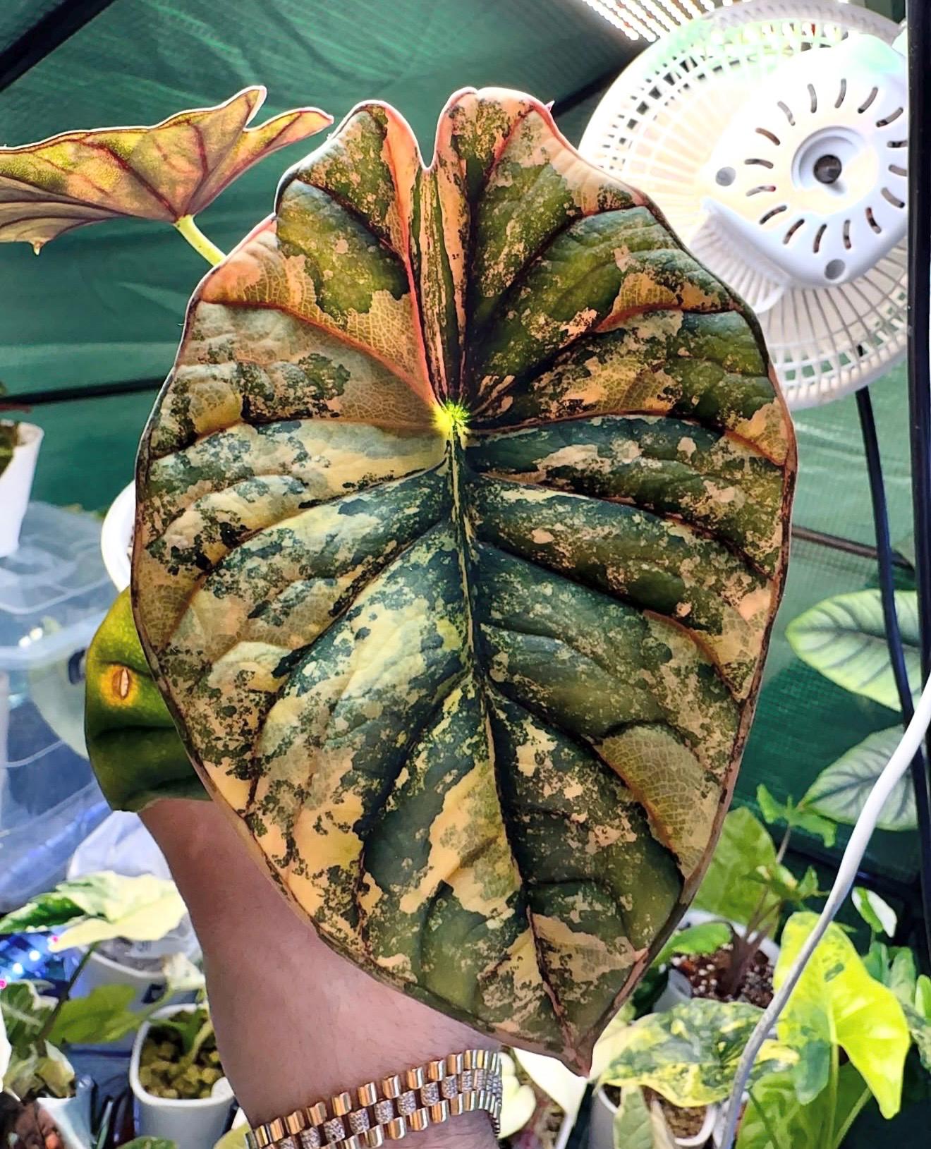 Alocasia nebula - Etsy 日本