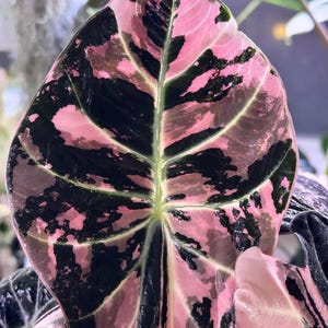 Alocasia black velvet pink variegated - Etsy 日本