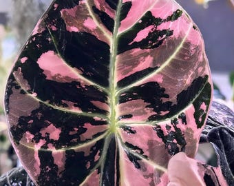 速達　ＴＣ　アロカシア　サンデリアナ　ブル　ノビリス　ピンク　斑入り 速達 斑入り アロカシア ワトソニアナ 速達 TC アロカシア