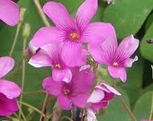 100 Oxalis Bulbs, aka Wood Sorrell, Flower, Culinary, Medicinal Lucky FRESH Organic