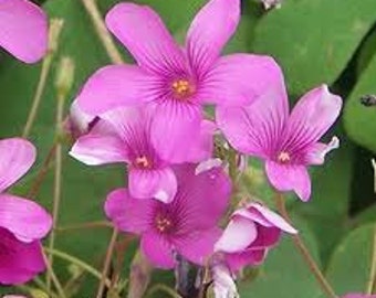 Oxalis Bulbs, aka Wood Sorrell, Flower, Culinary, Medicinal Lucky FRESH Organic