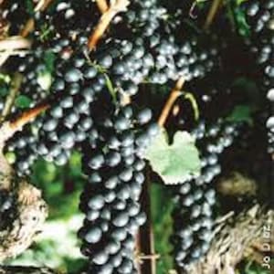 May include: A close-up of a bunch of dark purple grapes hanging from a vine. The grapes are plump and juicy, and the vine is covered in green leaves.