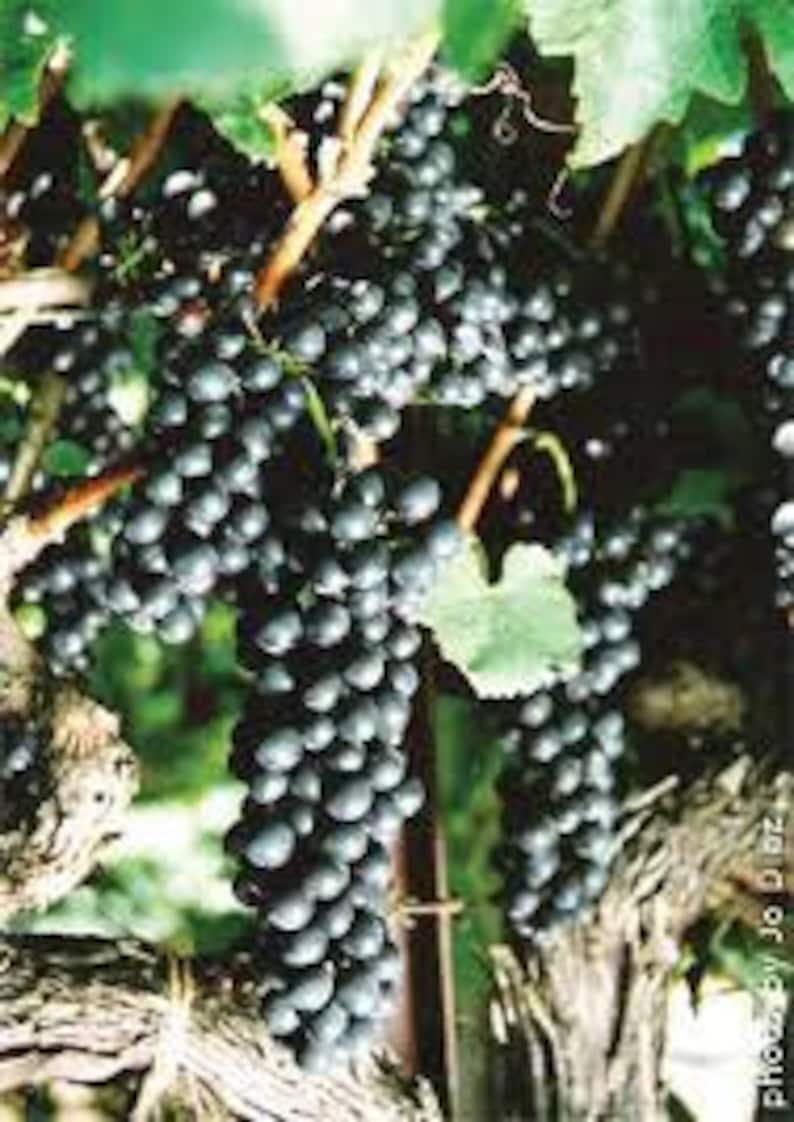 May include: A close-up of a bunch of dark purple grapes hanging from a vine. The grapes are plump and juicy, and the vine is covered in green leaves.