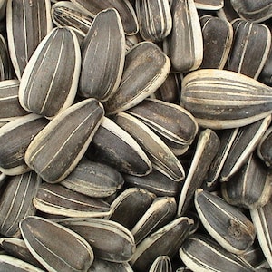 May include: A close-up image of a pile of black and white striped sunflower seeds.