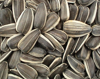 Premium JUMBO SUNFLOWER SEEDS, Fresh, Lightly Roasted , Salted,  In the Shell, Organic, Vegan, All Natural