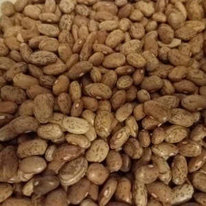 Pinto beans grown to organic standards.  Current crop
