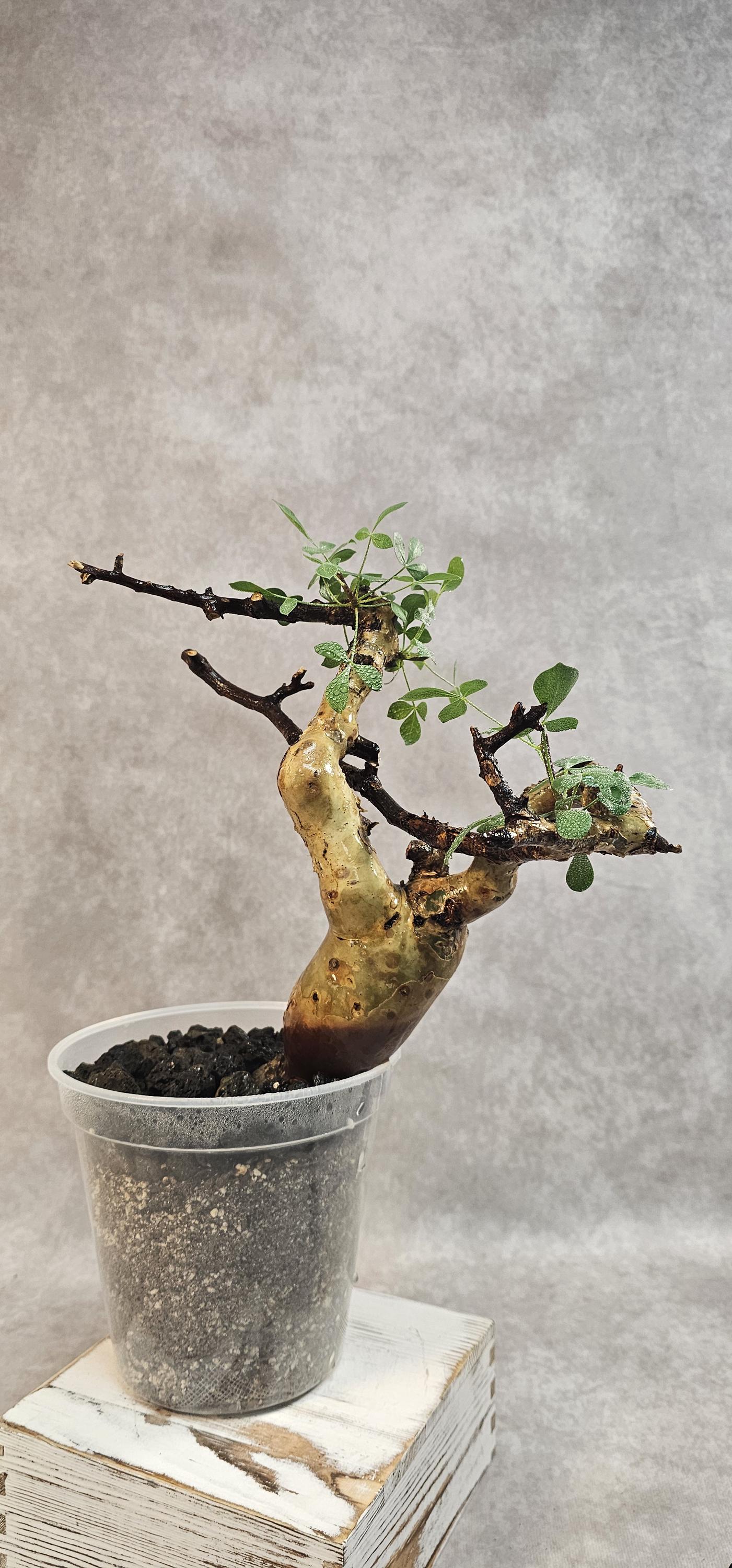 K1024現地直輸入・発根管理中Commiphora Commiphora kataf (pure 
