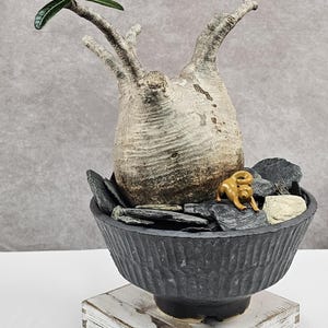 Pachypodium Gracilius - Etsy