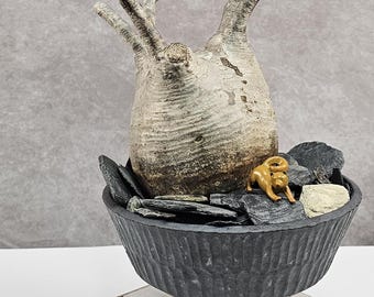 Pachypodium Rosulatum Var. Gracilius Caudex SEED - Etsy
