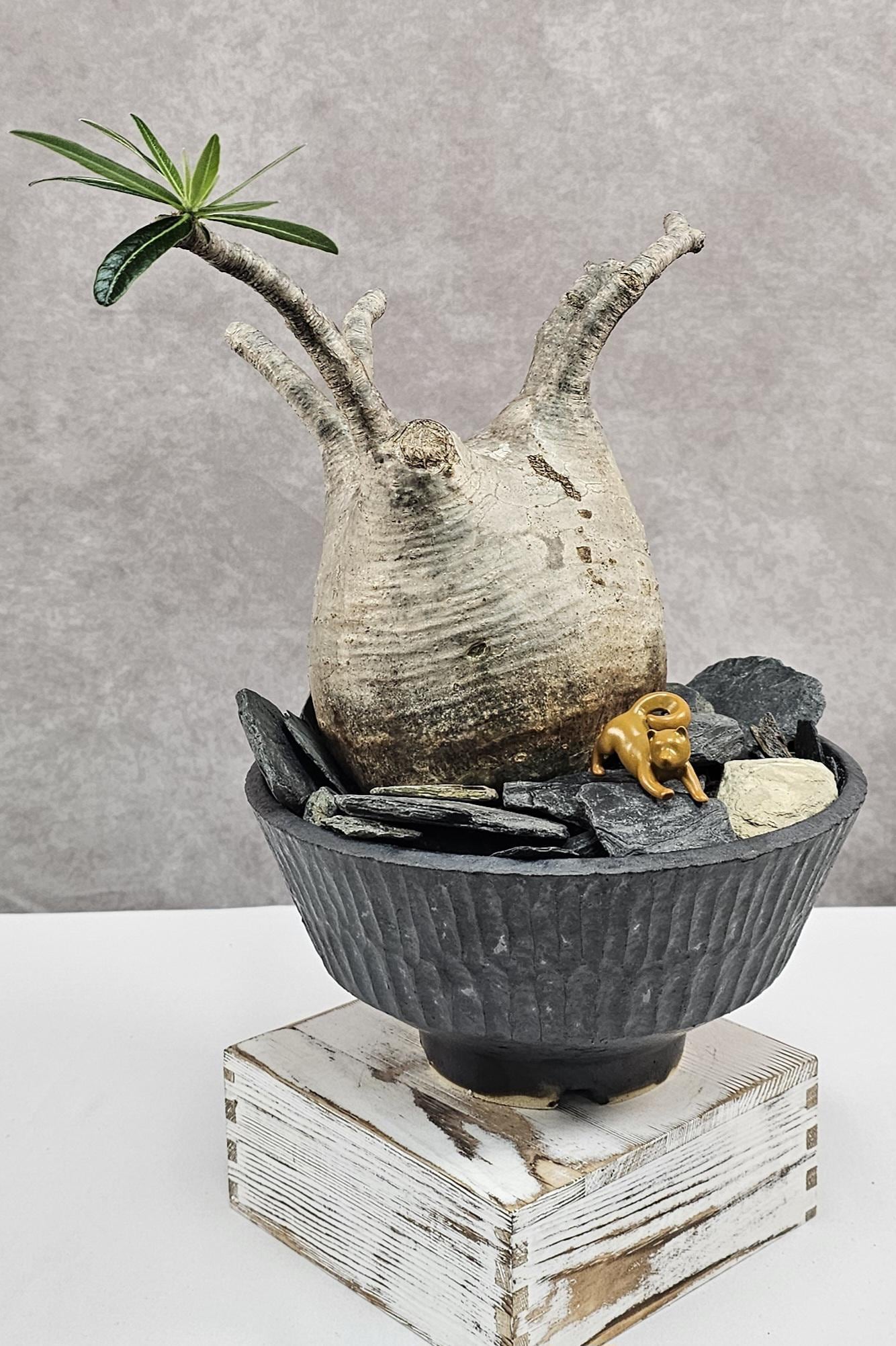 RARE!!! Pachypodium Rosulatum Var. Gracilius - C (with Vase) - Etsy