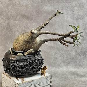 Pachypodium Gracilius - Etsy