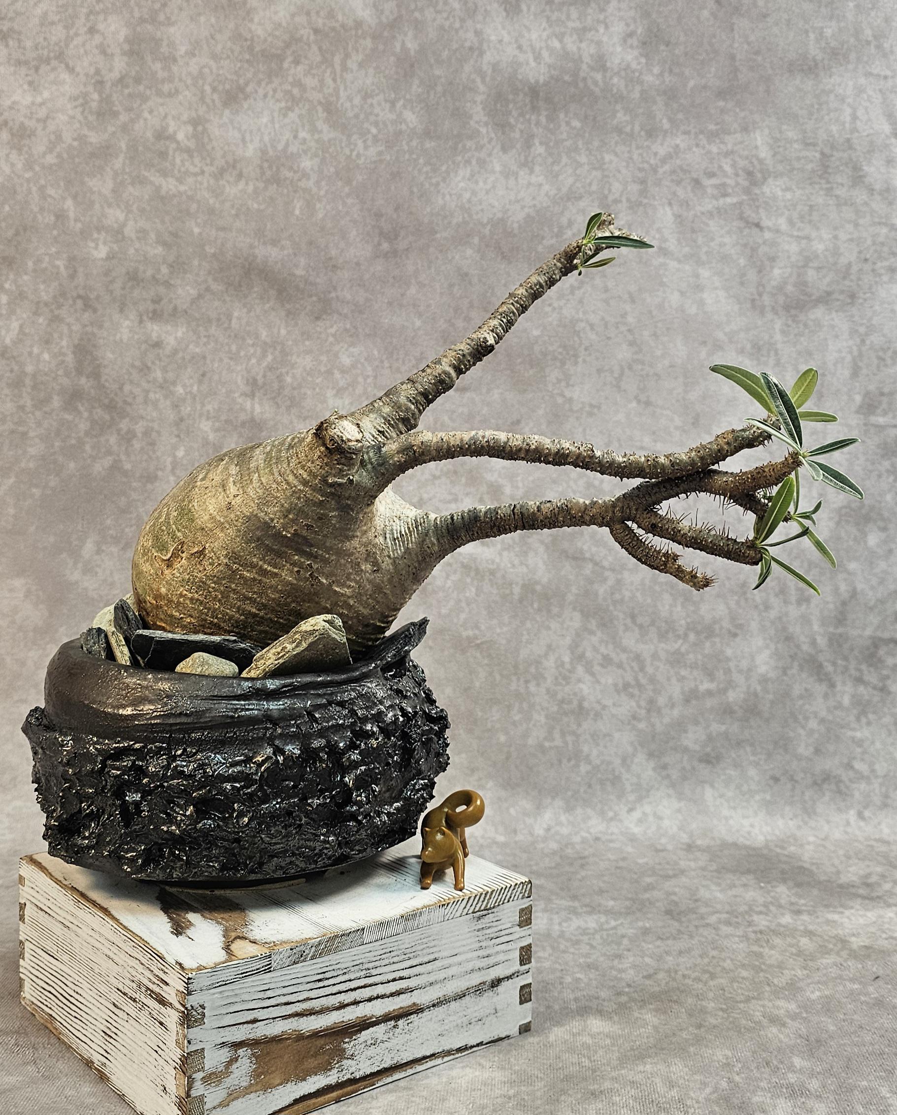 Pachypodium Gracilius - Etsy