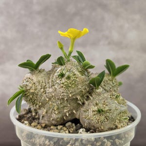 Pachypodium Windsorii - Etsy