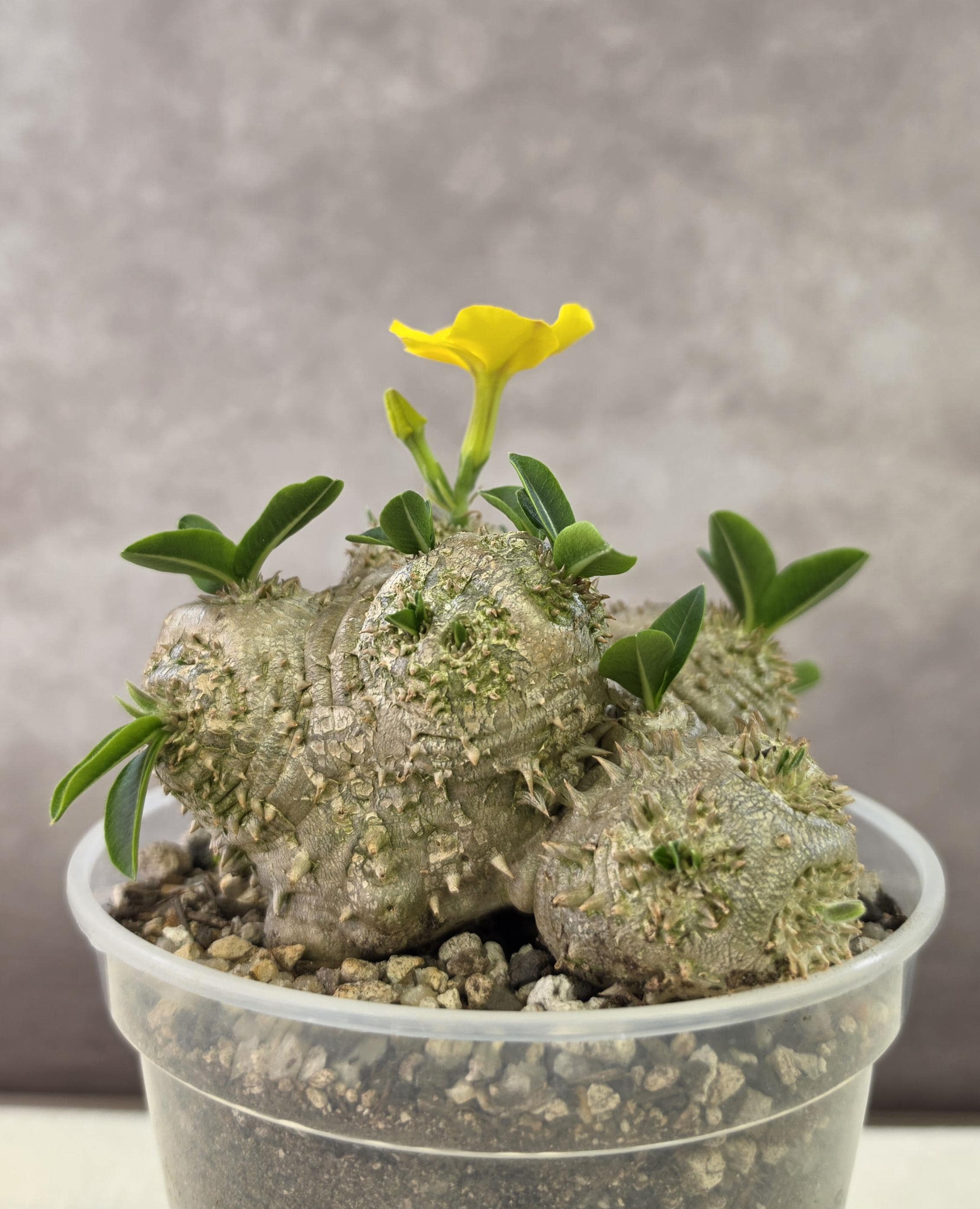 Pachypodium Gracilius - Etsy