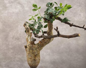 Commiphora gracilifrondosa とても良い香大株 Commiphora