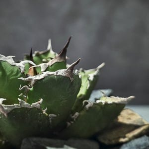 May include: Close-up of a green succulent plant with sharp, brown-tipped spines. The plant has a textured surface and is surrounded by small, gray rocks. The background is a blurred, dark gray.