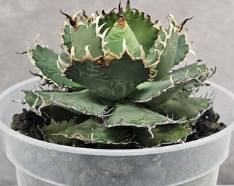 Agave Titanota 'caesar' - アガベ チタノタ “シーザー” - 凱撒嚴龍