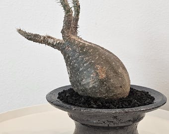 Pachypodium Rosulatum Var. Gracilius Caudex SEED - Etsy