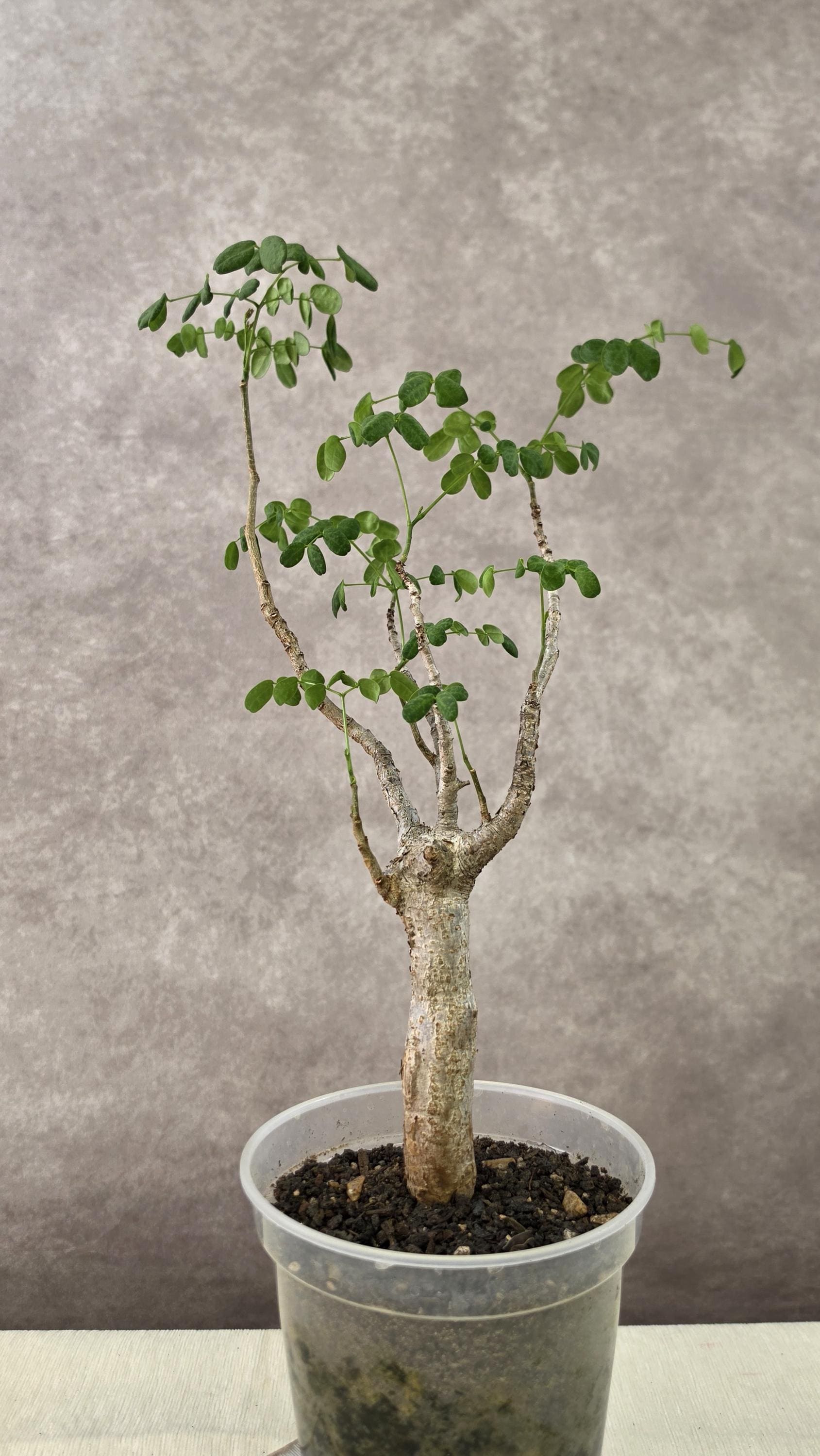 Boswellia Plant - Etsy Denmark