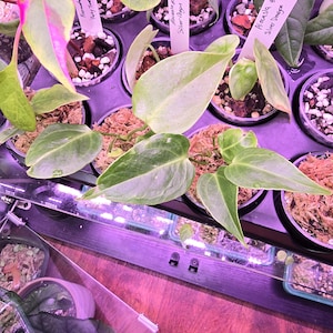 May include: Close-up of several potted plants with green and pink leaves. The plants are labeled with names like "Silver Dragon" and "Pinky Time". The pots are arranged in a tray with a wooden surface.