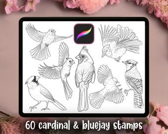 60 Cardinal & Bluejay Stamps | Procreate Brush Sets