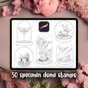 50 Specimen Dome Stamps | Procreate Brush Sets