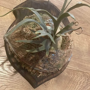 May include: A staghorn fern mounted on a dark brown wooden plaque. The fern has long, green, antler-like fronds and is surrounded by brown moss. A clear plastic wrap encases the fern and moss. A wire is attached for hanging.