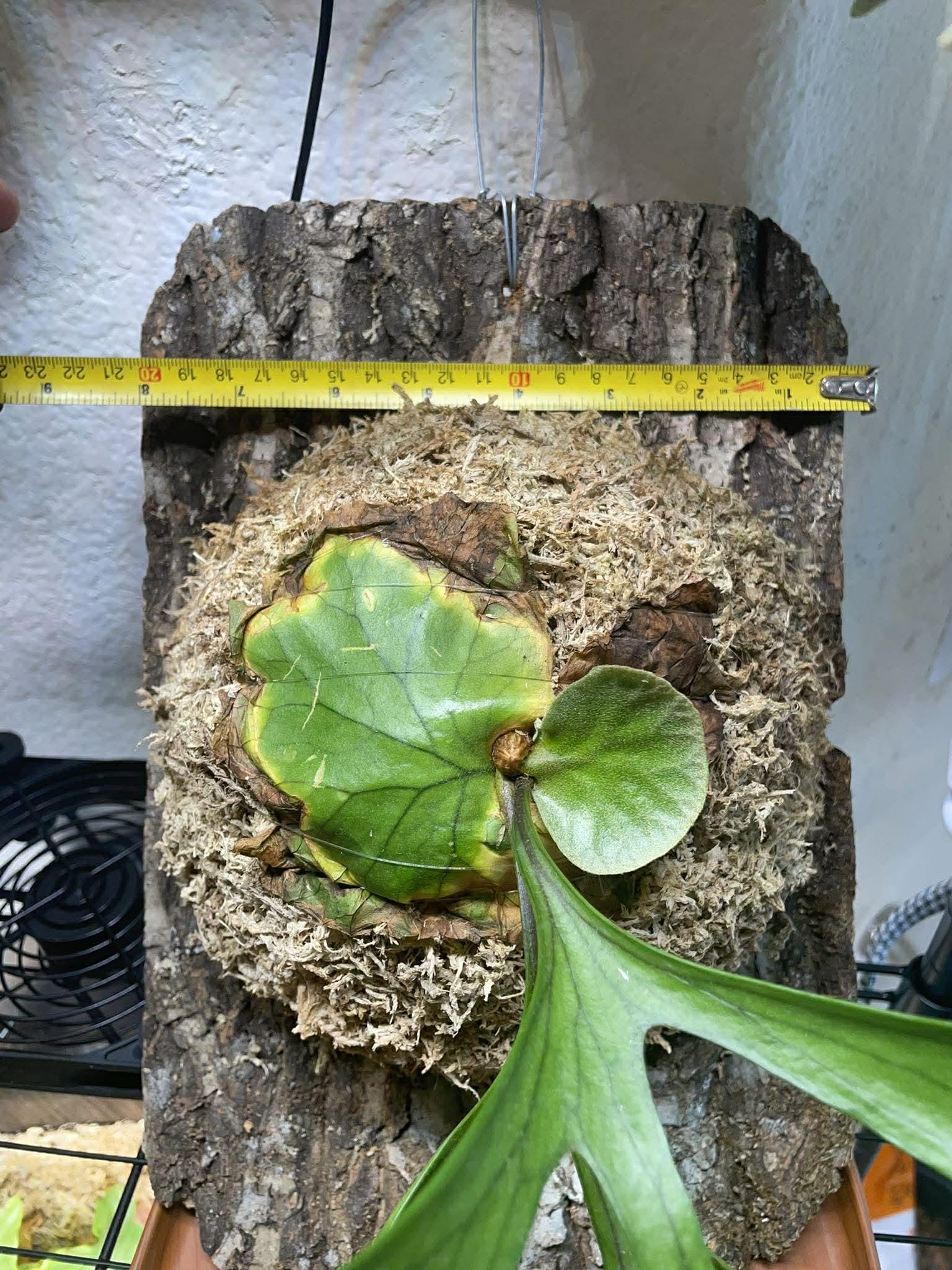 USA CA Seller- Large Platycerium Mt.kitshakood Cv. Thin - Etsy