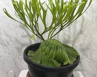 Platycerium Ridleyi Dwarf Silver - Pick Your Plant - Etsy