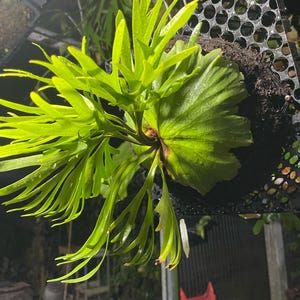 Platycerium Kitshakood - Etsy