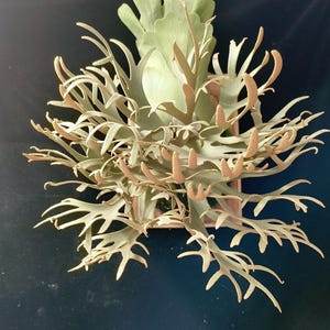 Variegated Platycerium - Etsy