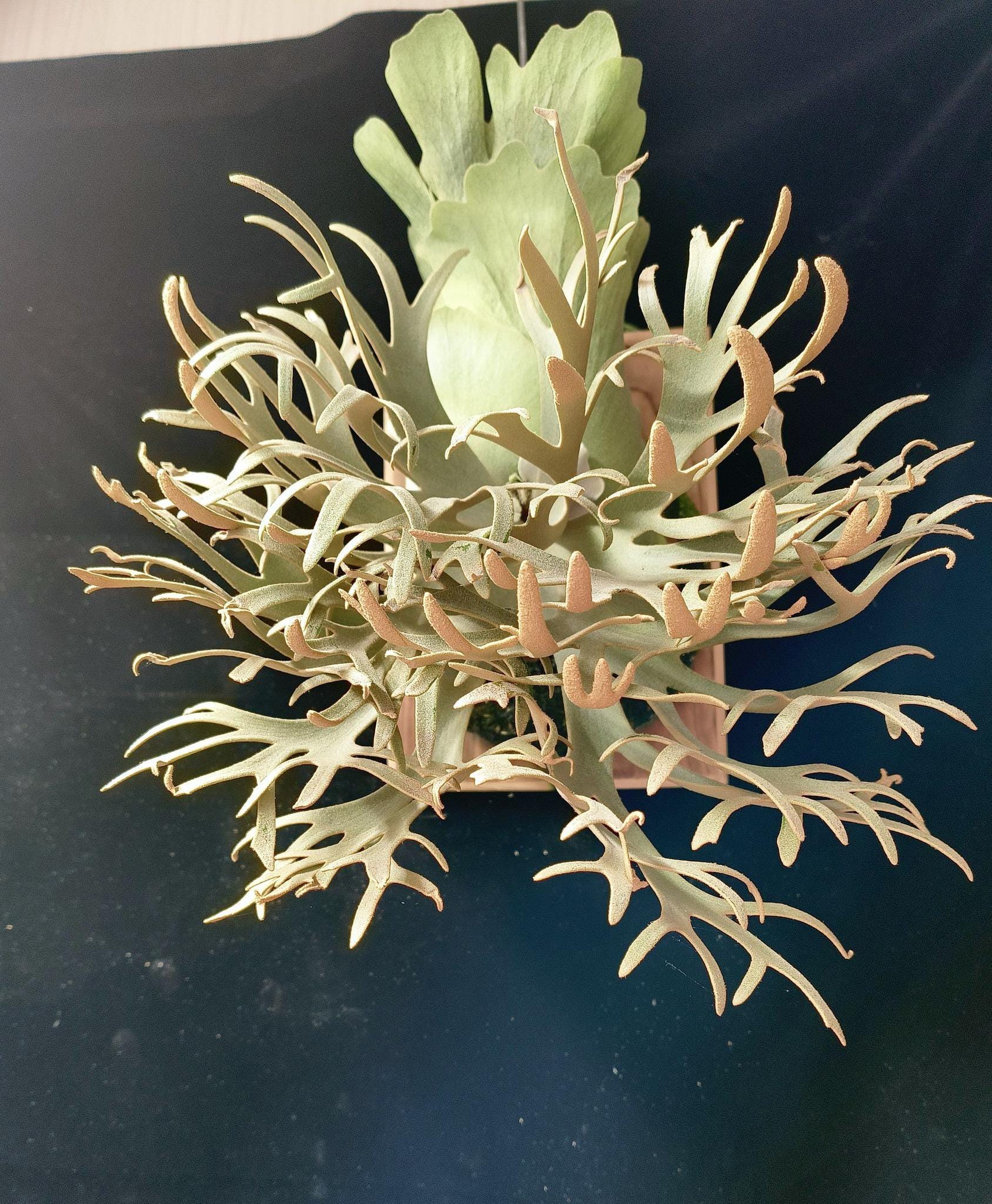 Platycerium Omg - Etsy