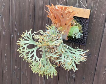Platycerium Jenny, TC - Etsy