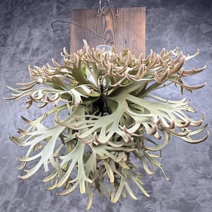 Platycerium Jenny - Etsy