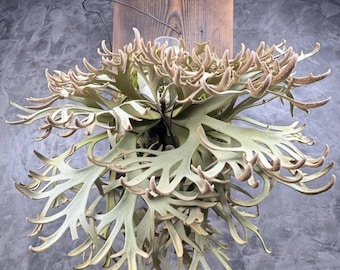 Platycerium Jenny, TC - Etsy