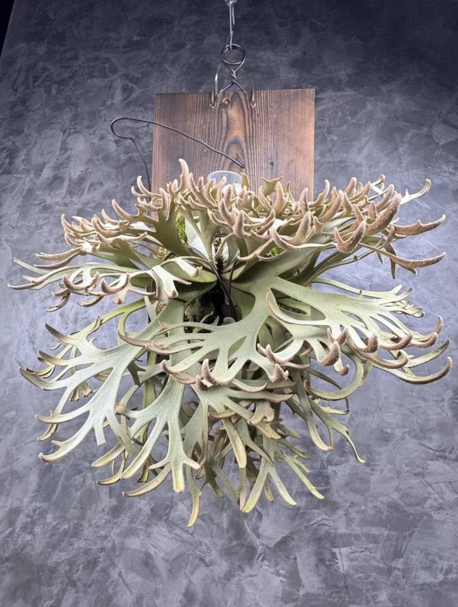 Platycerium Jenny - Etsy